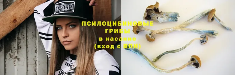 Псилоцибиновые грибы Magic Shrooms  Колпашево 